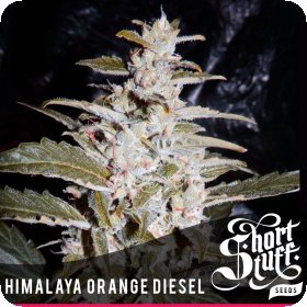 Himalayan  Orange  Diesel  Feminised  Cannabis  Seeds 0
