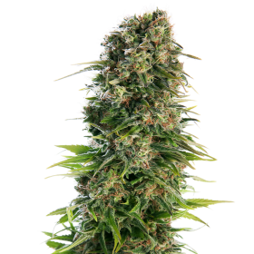 Hindu  Kush  Auto  Flowering  Cannabis  Seeds