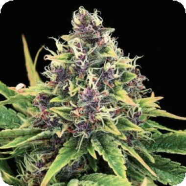 Hindu Kush Feminised Cannabis Seeds 0