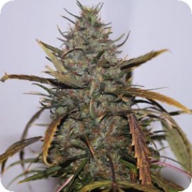 Hindu  Kush  Regular  Cannabis  Seeds