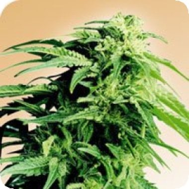 Hindu  Kush  Regular  Cannabis  Seeds 0