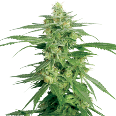 Hollands  Hope  Regular  Cannabis  Seeds