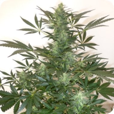 Holy  Man  Regular  Cannabis  Seeds 0