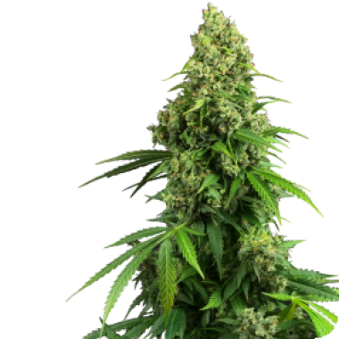 Honey  Melon  Kush  Auto  Flowering  Cannabis  Seeds