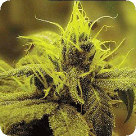 Honolu  Haze  Feminised  Cannabis  Seeds 0