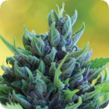 Humboldt  Dream  Auto  Flowering  Cannabis  Seeds