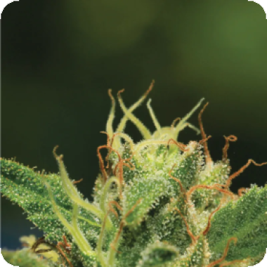 Humboldt  Sour  Diesel  Auto  Flowering  Cannabis  Seeds 0