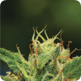 Humboldt  Sour  Diesel  Feminised  Cannabis  Seeds 0