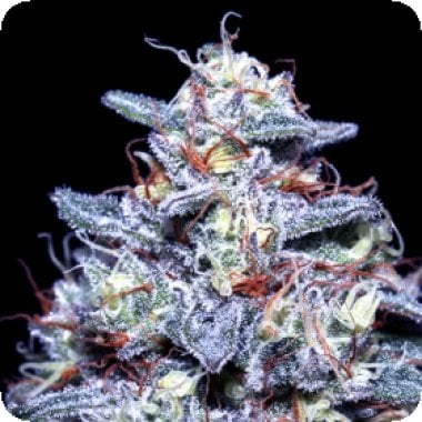 Hyper  Glue  Feminised  Cannabis  Seeds 0