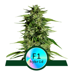 Hyperion  F1  Auto  Flowering  Cannabis  Seeds 0