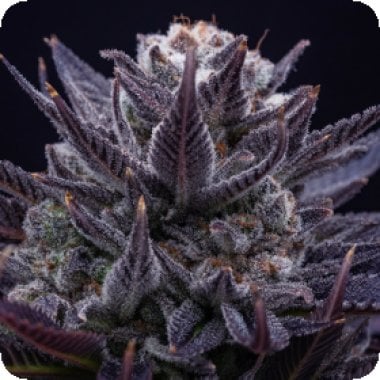 I M P E R I U M  X  Feminised  Cannabis  Seeds