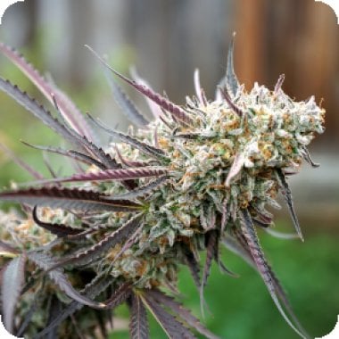 Ice Cream Cake Fast Feminised Cannabis Seeds