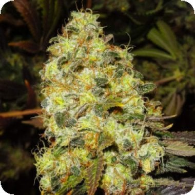 Ice  Feminised  Cannabis  Seeds