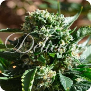 Il Diavolo Feminised Cannabis Seeds