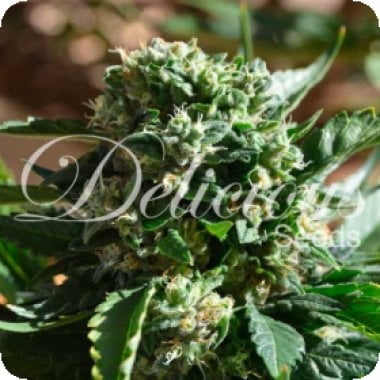 Il  Diavolo  Feminised  Cannabis  Seeds