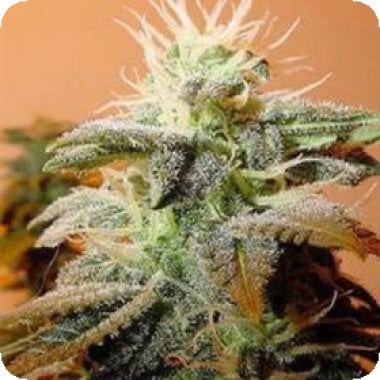 Indoor  Mix  Feminised  Cannabis  Seeds