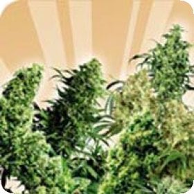 Indoor  Mix  Regular  Cannabis  Seeds