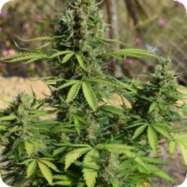 Jack 20 Auto 20 Flowering 20 Cannabis Seeds