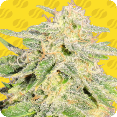 Jack Herer Auto