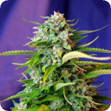 Jack 47  Auto  Flowering  Cannabis  Seeds 0