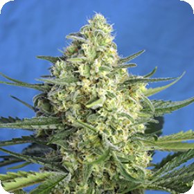 Jack 47  X L  Auto  Feminised  Cannabis  Seeds