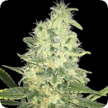 Jack  F1  Regular  Cannabis  Seeds 0