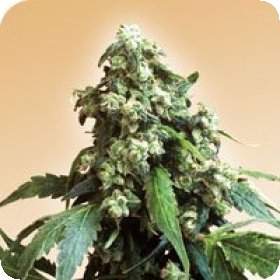 Jack  Flash  Regular  Cannabis  Seeds