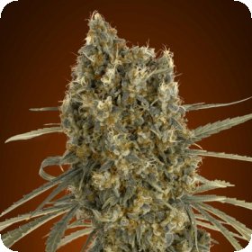 Jack  Herer  Auto  Flowering  Cannabis  Seeds 0