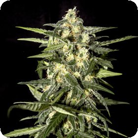 Jack  Herer  Auto  Flowering  Cannabis  Seeds 1