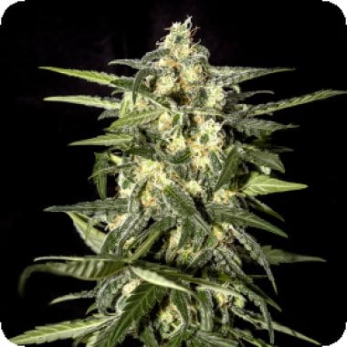 Jack Herer Auto Flowering Cannabis Seeds 1