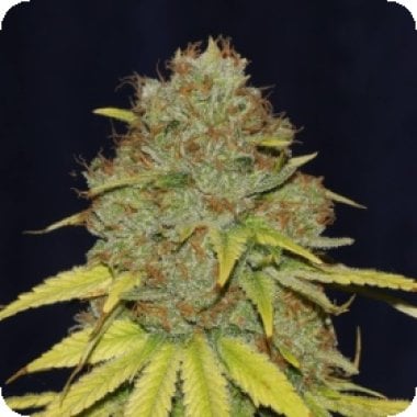 Jack  Herer  F A S T  Feminised  Cannabis  Seeds