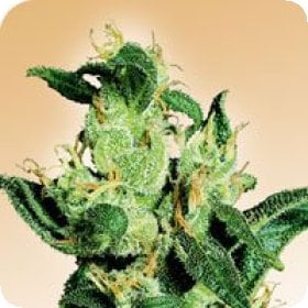 Jack  Herer  Regular  Cannabis  Seeds