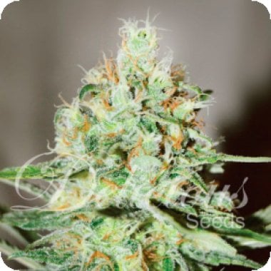 Jagg  Kush  Feminised  Cannabis  Seeds 0