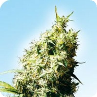 Jamaican  Pearl  Regular  Cannabis  Seeds