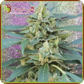 Jammy  Auto  Flowering  Cannabis  Seeds