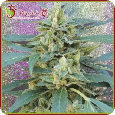 Jammy Auto Flowering Cannabis Seeds