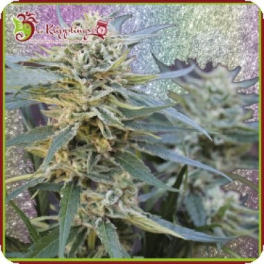 Jamnesia  Haze  Feminised  Cannabis  Seeds 0