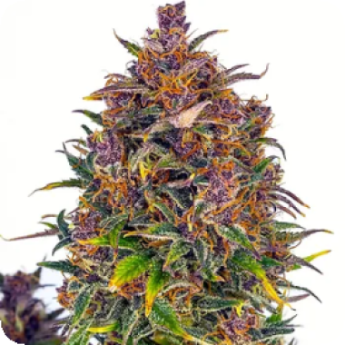 Jealousy  Auto  Flowering  Cannabis  Seeds 0