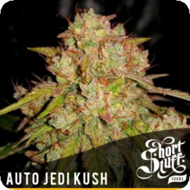 Jedi Kush Auto Flowering Cannabis Seeds 0