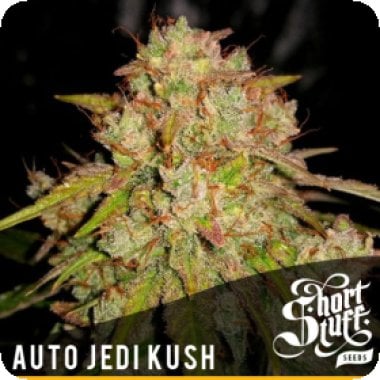 Jedi  Kush  Auto  Flowering  Cannabis  Seeds 0