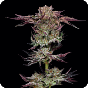 Jelly  Donutz  Feminised  Cannabis  Seeds 0