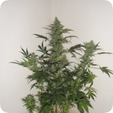 Jet 47  Regular  Cannabis  Seeds 0