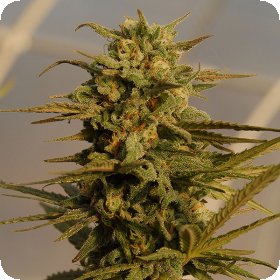 Julies  Cookies  Auto  Flowering  Cannabis  Seeds 0