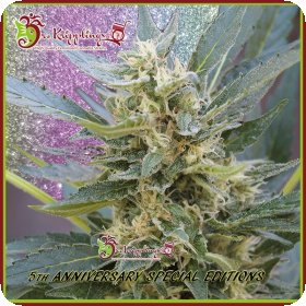 Jumping  J A C K  Dash  Auto  Flowering  Cannabis  Seeds 0