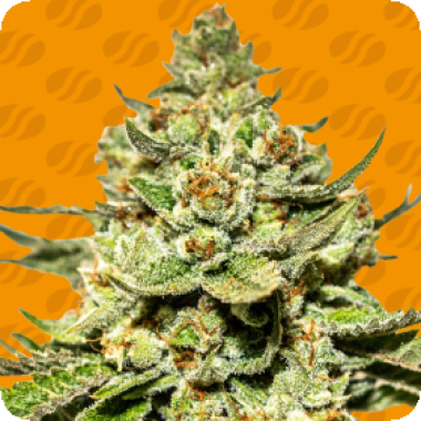 Jungle Lava Feminised Cannabis Seeds