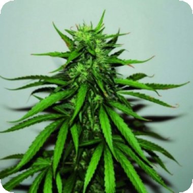 Jungle Wreck Regular Cannabis Seeds