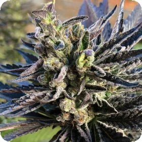 K2  Feminised  Cannabis  Seeds 0