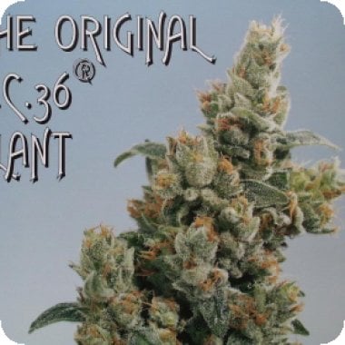 K C36  Regular  Cannabis  Seeds