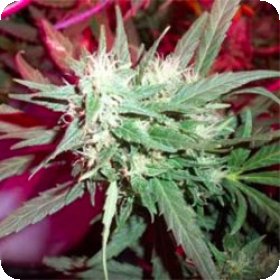 K C39  Regular  Cannabis  Seeds