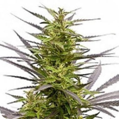 K C42 Regular Cannabis Seeds